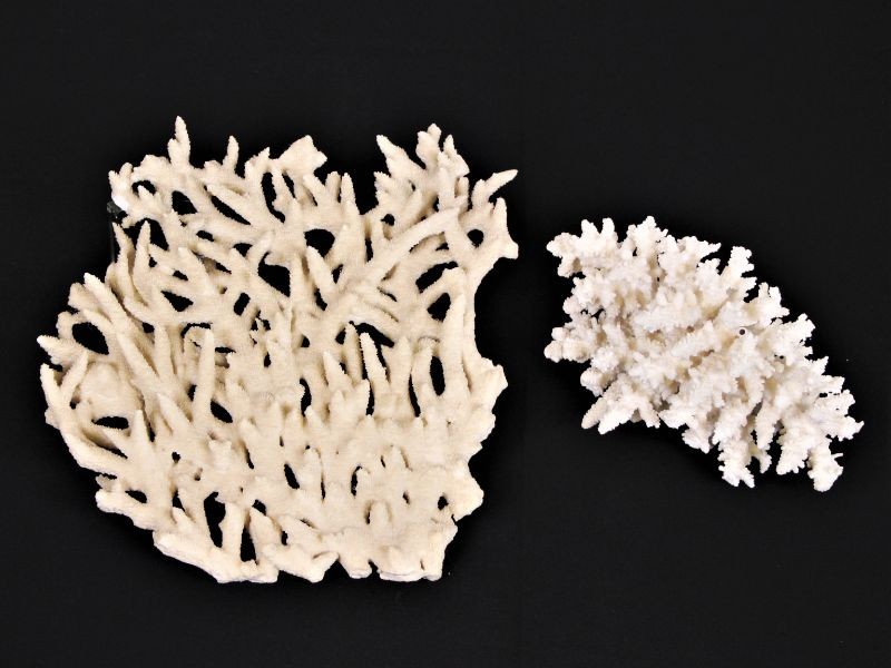 2 Grote stukken koraal